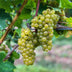 GreenboutiQ Weiße Traube - Vitis vinifera Bianca - 2 Pflanzen, Topf 15cm Bild 4