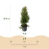 Thuja Smaragd Heckenpflanzen: 8 immergrüne Pflanzen für 1m Hecke Bild 3