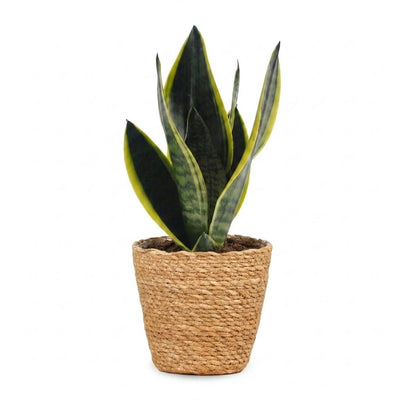 Green boutiQ - Sansevieria Future Superb - Bogenhanf - 1 Pflanze - mit Korb - Topf 12cm - Höhe 35cm
