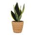Green boutiQ - Sansevieria Future Superb - Bogenhanf - 1 Pflanze - mit Korb - Topf 12cm - Höhe 35cm Bild 2