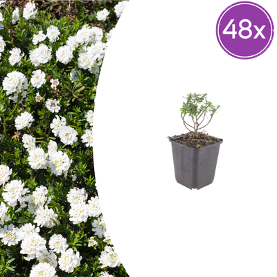 48x Iberis 'Schneeflocke' - Immergrüne Schleifenblume für Steingärten