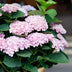 Hortensie Magical Revolution Pink: 6-10 Blüten, 55cm, Topf 23cm Bild 5