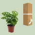 Monstera Monkey Leaf (Lochpflanze) - Ø12cm - Topfgröße Bild 4