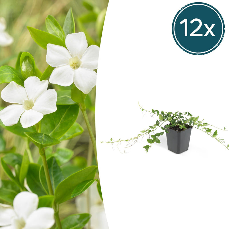 12x Immergrün 'Alba' Bodendecker, 10-25cm hoch, Ø9cm Topf