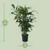 Caryota Mitis (Fishtail-Palme) - 120cm hoch, Ø24cm Topf Bild 2