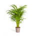 Areca Palm (Dypsis Areca Lutescens) Ø24cm, 120-140cm Bild 1