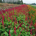 24x Persicaria 'Blackfield' Perennial (10-25cm, Ø9cm Pot) Bild 6