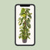 Epipremnum Pinnatum: Large Houseplant Ø24cm, 120cm tall Bild 5