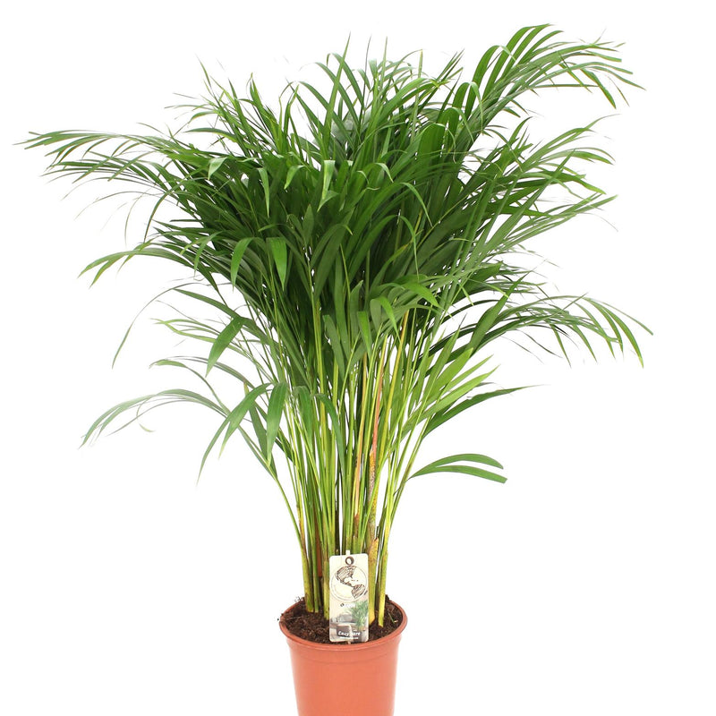 Areca-Palme Dypsis Lutescens im Ø21cm Topf, 110cm hoch – Goldpalme