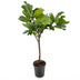 Ficus Lyrata Tree (Fiddle-Leaf Fig) - 180 cm - Ø30 cm Pot Bild 2