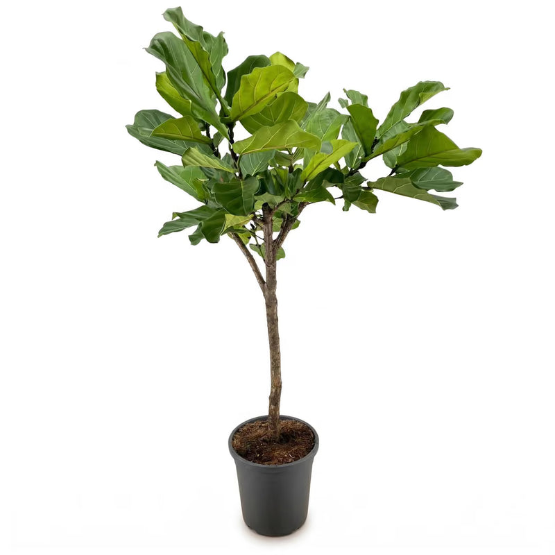 Ficus Lyrata Tree (Fiddle-Leaf Fig) - 180 cm - Ø30 cm Pot