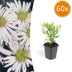 60x Aster ageratoides 'Ashvi' - Weiße Blüten, 10-25cm, Ø9cm Bild 1