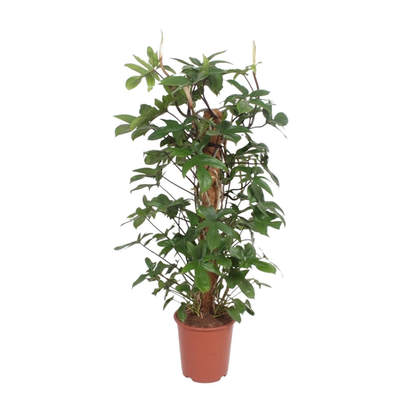 Philodendron Pedatum Climbing Plant, Ø27cm, ↕130cm