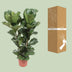 Ficus Lyrata Geigenfeige Topf Ø27cm, Höhe ca. 100cm Bild 4