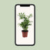 Mexikanische Bergpalme (Chamaedorea Elegans) – 40cm Zimmerpflanze Bild 5