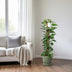 Epipremnum Pinnatum Mosstok 120cm: Üppige Zimmerpflanze für Ihr Zuhause Bild 3