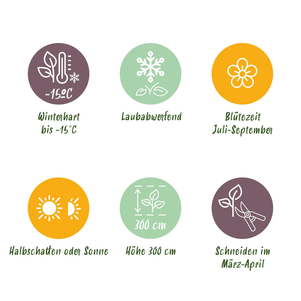 GreenboutiQ - Sträucher - Hibiscus syriacus Woodbridge - Blüte Rosa - 1 Pflanze - Laubabwerfend - Pflegeleicht - Topf 17cm Höhe 45cm