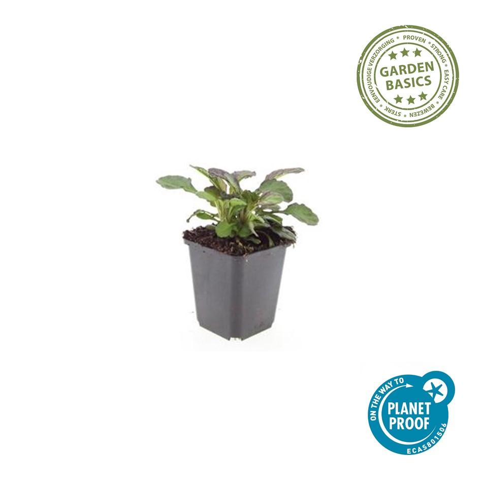 12x Ajuga reptans 'Catlin's Giant' - Bodendecker, 10-25cm