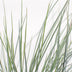 Festuca glauca Azura Blue - Blauschwingel im Ø14 Topf, 30cm hoch Bild 4