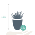 Sukkulenten-Mischung 5er Set im weißen Topf Bild 2