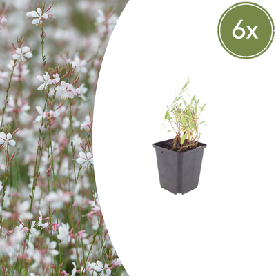 6x Gaura lindheimeri - 10-25cm - Ø9cm