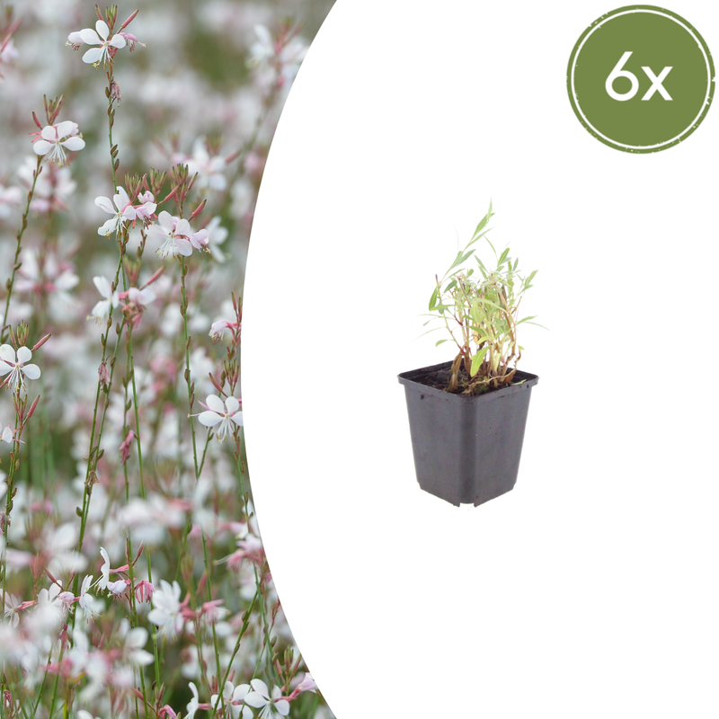 6x Gaura lindheimeri - 10-25cm - Ø9cm