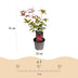 GreenboutiQ: 3x Zwerg-Ahorn 'Tricolour' im 12cm Topf, Höhe 35cm Bild 3