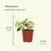4x Epipremnum Happy Leaf - Pflegeleichte Zimmerpflanze mit bunten Blättern Bild 2