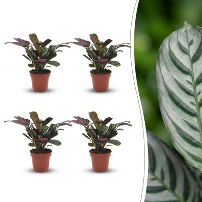 Green boutiQ - Ctenanthe Burle Marxii - Fischgräten-Gebetspflanze - 4 Pflanzen - Pot 12cm - Hoogte - 30cm