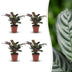 Green boutiQ - Ctenanthe Burle Marxii - Fischgräten-Gebetspflanze - 4 Pflanzen - Pot 12cm - Hoogte - 30cm Bild 1