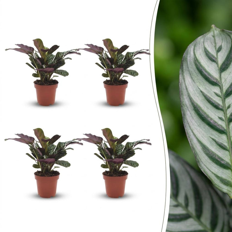 Green boutiQ - Ctenanthe Burle Marxii - Fischgräten-Gebetspflanze - 4 Pflanzen - Pot 12cm - Hoogte - 30cm