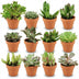 Mini Sukkulenten Mix, 12 Stück, Ø 8,1 cm, 5-10 cm Höhe, Terrakotta Bild 1