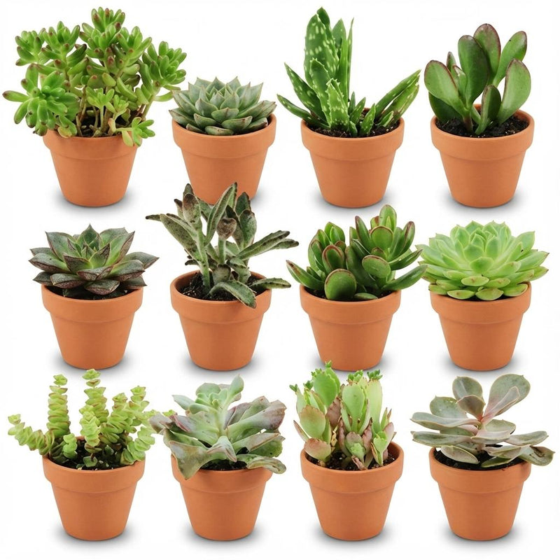 Mini Sukkulenten Mix, 12 Stück, Ø 8,1 cm, 5-10 cm Höhe, Terrakotta