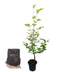 Paletten-Angebot Heckenpflanzen: 50 Carpinus Betulus ↕ 80-100 - Ø 19cm | Mini-Palette Bild 5