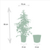 Ficus benjamina Golden King Houseplant with Selin Basket, 95 cm Bild 2