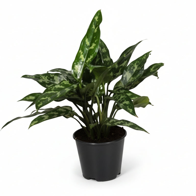 Aglaonema Maria Zimmerpflanze - Ø14cm, ↕40cm - Silberne Blattmuster
