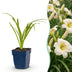 Green boutiQ - Perennial - Hemerocallis Arctic Snow - Daylily - Bee and Butterfly Attractors - Cream - 12 Plants - Pot 11cm - Height 15-25cm Bild 1