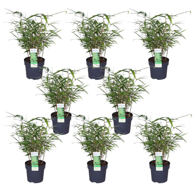 8x Fargesia rufa Bambus, 40cm hoch, Ø14cm Topf
