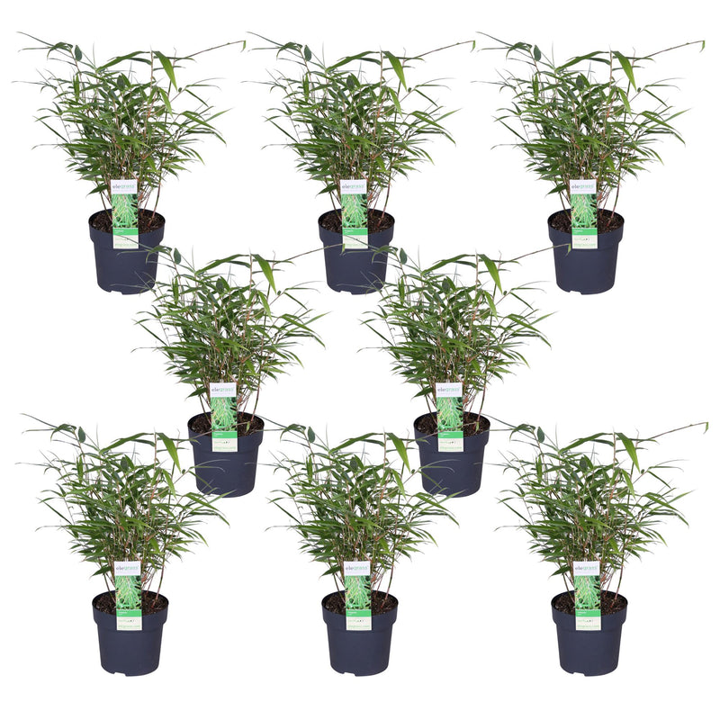 8x Fargesia rufa Bambus, 40cm hoch, Ø14cm Topf