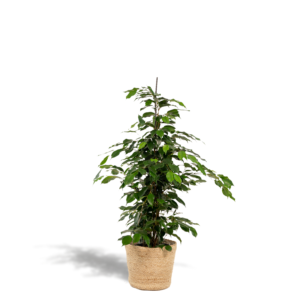 Ficus benjamina Danielle - Ø21cm - ↕95cm + Korb Selin