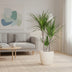 Dracaena Marginata mit weißem Topf - 95 cm Bild 4