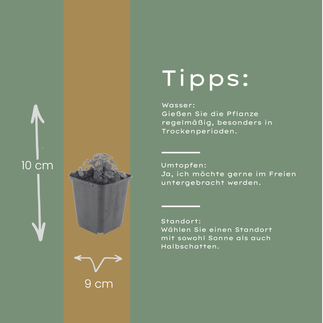 Geranium cinereum 'Ballerina' im 9cm Topf, 10-25cm hoch (12 Stück)