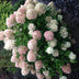 GreenboutiQ - Rispenhortensie - Hydrangea panniculata Limelight - Blüten Creme Weiß - 1 Pflanze - Laubabwerfend - Große Blüten - Topf 17cm Höhe 50cm Bild 6