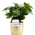 Coffea Arabica Pflanze im goldenen P&PURE Keramiktopf (Ø 12 cm) Bild 1