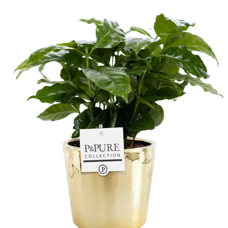 Coffea Arabica Pflanze im goldenen P&PURE Keramiktopf (Ø 12 cm)