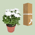 Chrysanthemum Brave - Cushion Chrysanthemum, Ø12cm, ↕26cm Bild 4