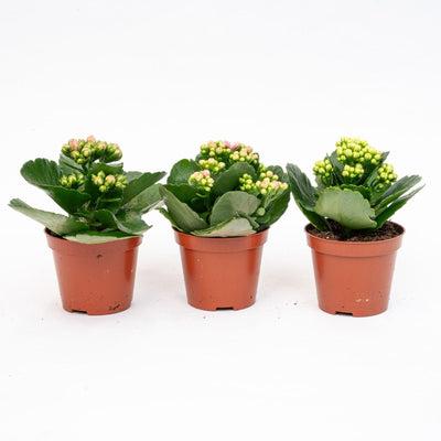 3x Kalanchoë Topf 7cm – Pflegeleicht & farbenfroh