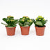3x Kalanchoë Topf 7cm – Pflegeleicht & farbenfroh Bild 1
