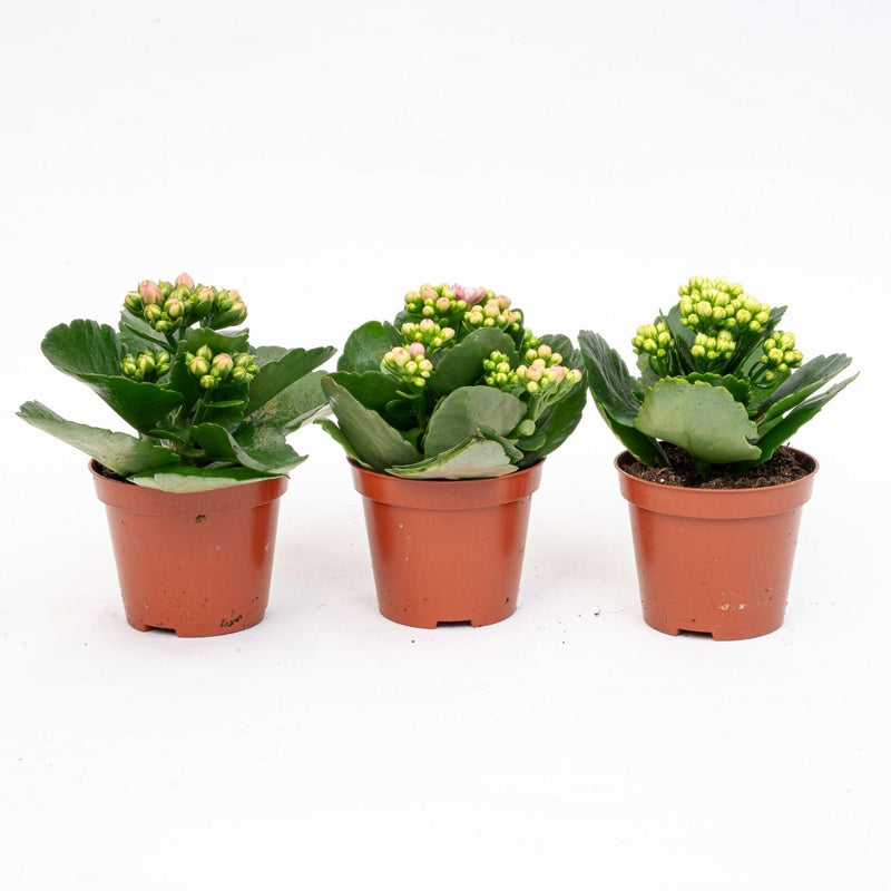 3x Kalanchoë Topf 7cm – Pflegeleicht & farbenfroh