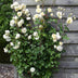 3x Kletterrose 'Vanilla' - Höhe 65cm - Topf Ø15cm Bild 1